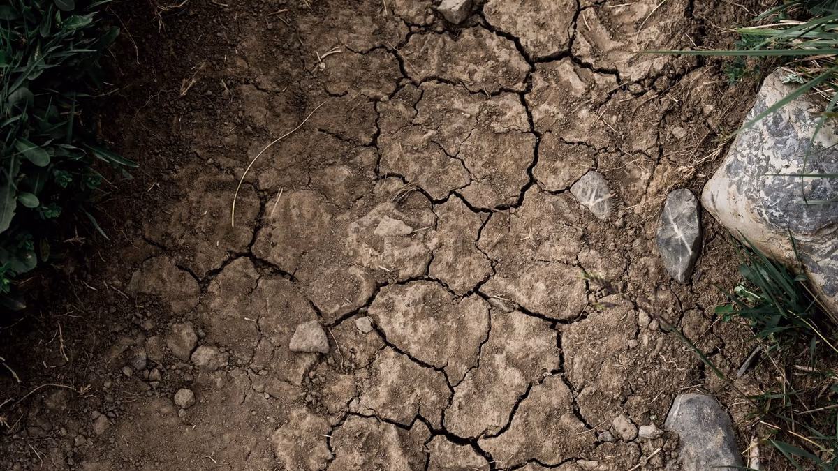Sol argileux nu craquelé par la sécheresse en bordure d'une parcelle, réseau de fentes de retrait ouvertes entre les mottes, herbe et pierres en limite de terrain