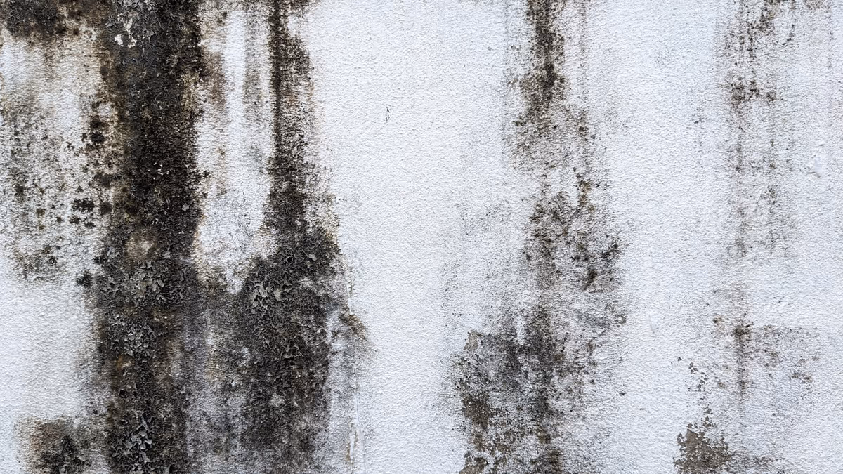Voiles et coulures noirâtres de moisissure étalés sur un mur clair, développement diffus aux contours flous sans point d'entrée d'eau visible
