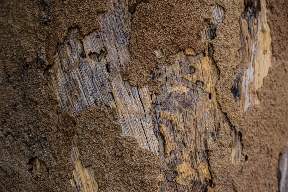 Pièce de bois rongée en surface, recouverte en partie de plaques de terre agglomérée par des termites, fibres du bois mises à nu entre les plaques