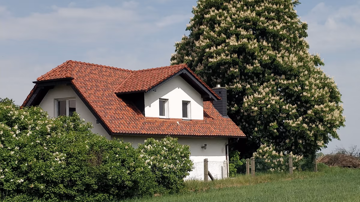 Maison individuelle à toit de tuiles et murs enduits blancs, avec un grand marronnier en fleurs planté tout près du pignon et une haie haute devant la façade