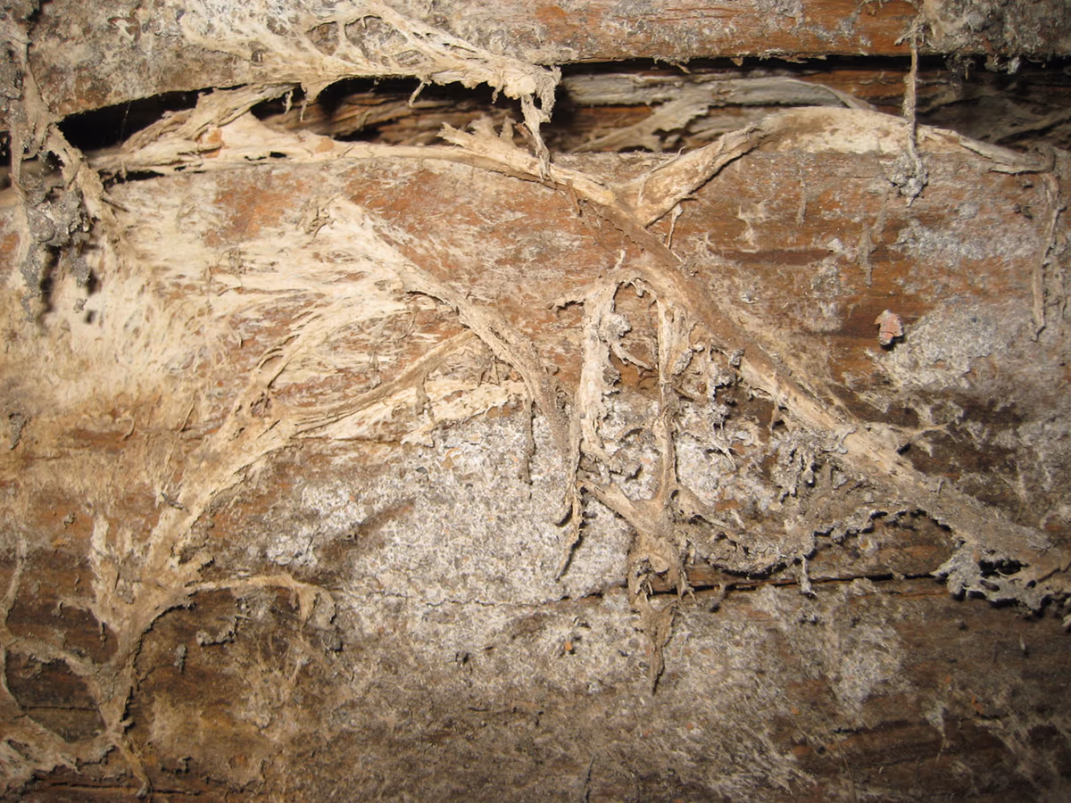 Poutre en bois fortement colonisée par la mérule : voile de mycélium gris-blanc et cordons ramifiés qui courent à la surface du bois