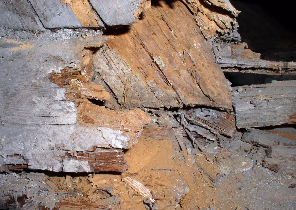 Tête de poutre en pied de charpente détruite par une pourriture brune : assemblage à tenon et mortaise mis à nu, bois éclaté en fragments cubiques, cordons de mycélium dans les débris