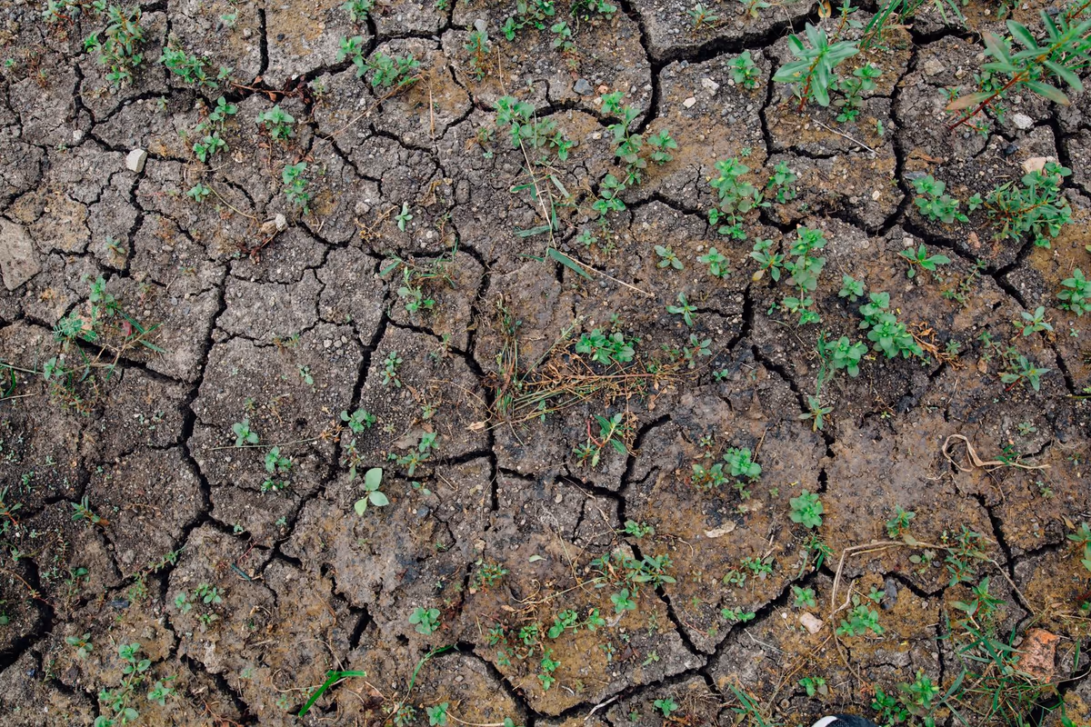 Sol argileux nu d'un terrain, parcouru d'un réseau de fentes de retrait ouvertes par la sécheresse, entre lesquelles repoussent de jeunes herbes
