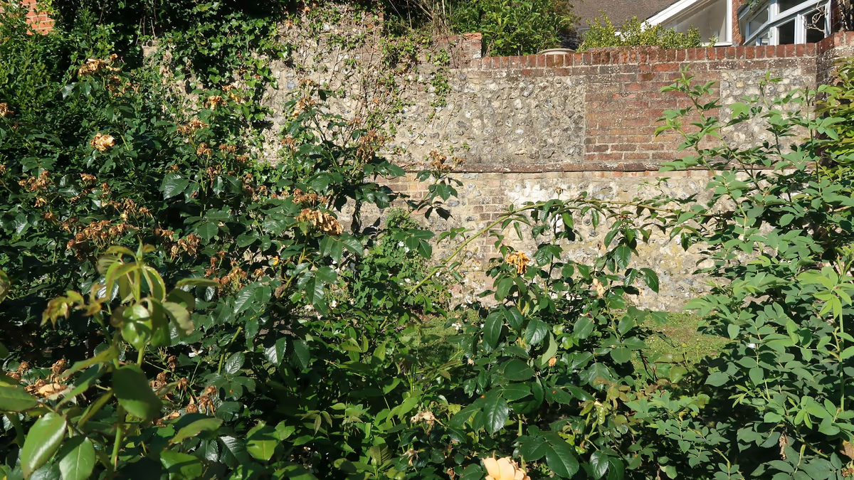 Ancien mur de clôture en silex et en brique séparant deux jardins, rosiers au premier plan et maison voisine visible au-dessus du mur