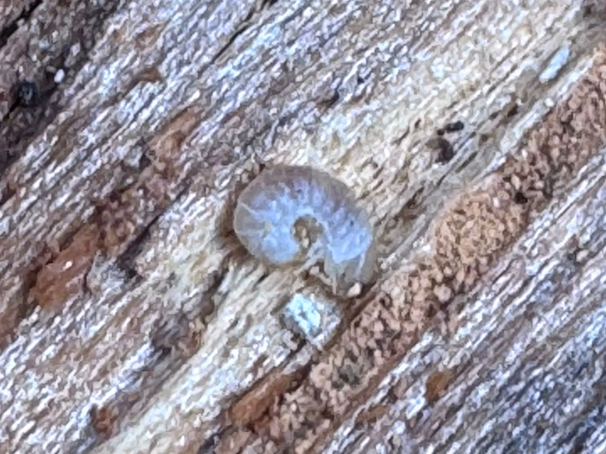 Larve blanche recourbée d'insecte xylophage, logée dans une galerie ouverte d'un bois dégradé, entourée de vermoulure brun clair